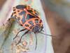 Eurydema ventralis